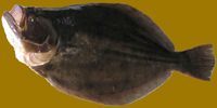 Fluke