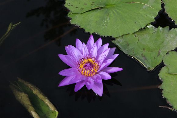 Water lily at Longwood