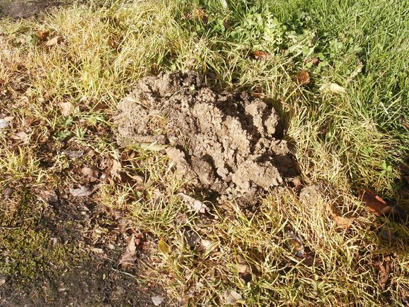 Moles 3