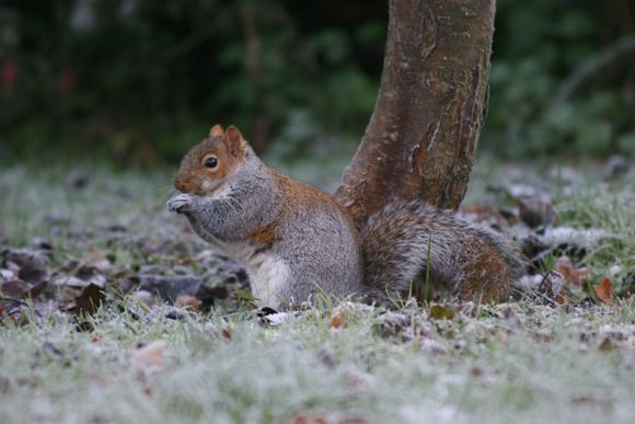 Ashridge 021.jpg