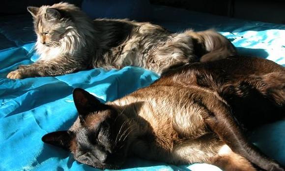 060302 Cats 5056.JPG