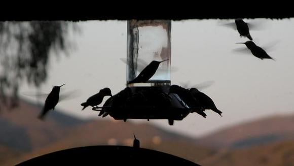 060417 hummers 5806.JPG