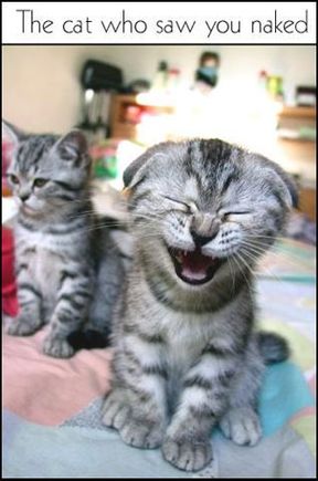 Cat(1)_1.jpg