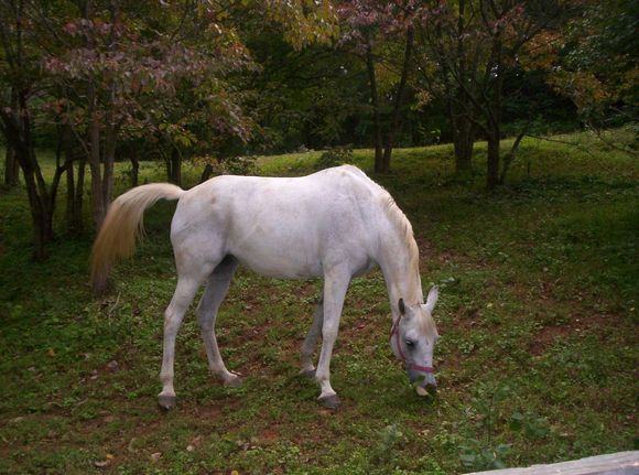 White horse at Conyers House