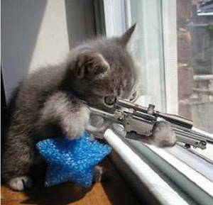 sniper_kitty.jpg