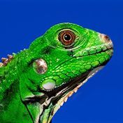 iguana_face.jpg
