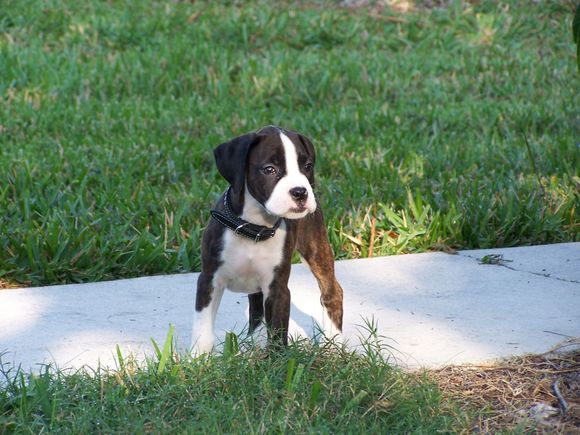 puppy02.jpg