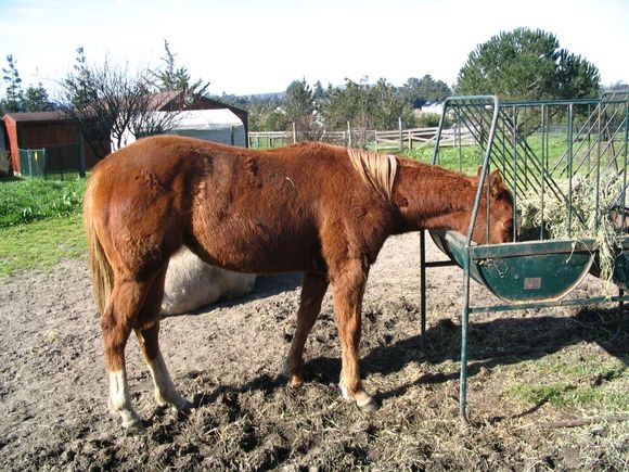 baby horse