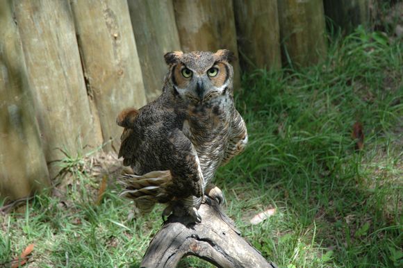 FL Owl.jpg