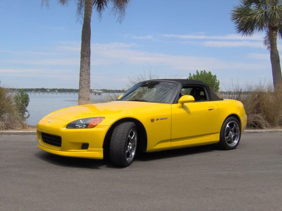 Spa Yellow at Philippi Park in Saftey Harbor Florida