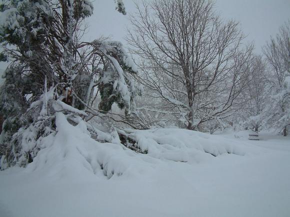 Nextdoortree_3-19-03.JPG