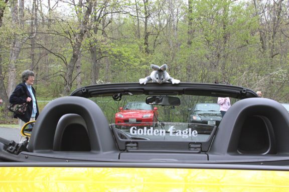 RabbitGoldenEagle
