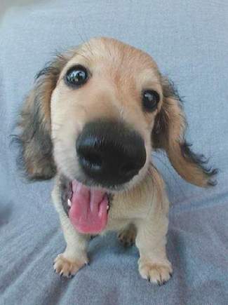 the_dog11_2.jpeg