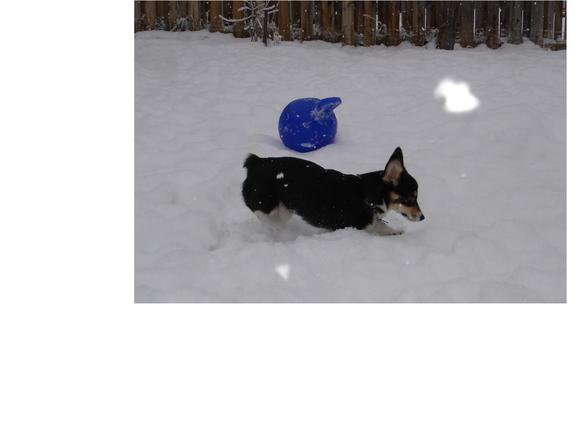 Wylie in Snow.JPG