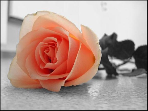 rose.jpg