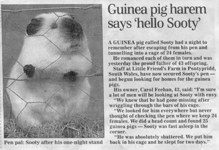 horny-guinea-pig.jpg