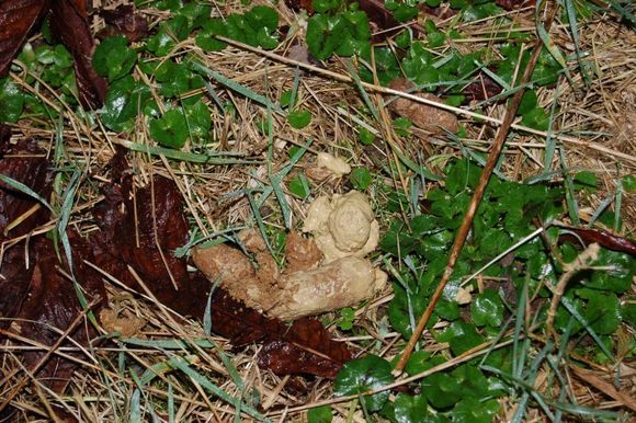 poo2.jpg