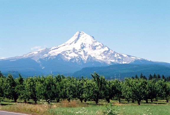 mt hood with orchard X.jpg