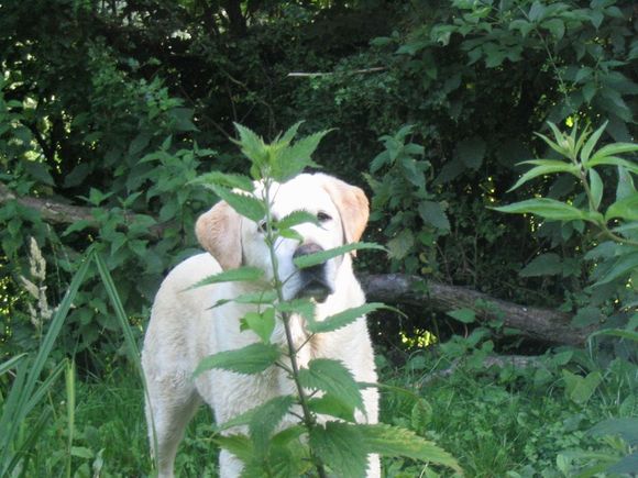 Hungry dog?