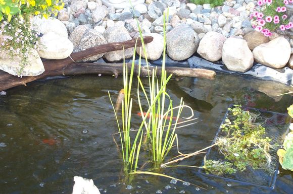 Yard Pond 2008 017.jpg