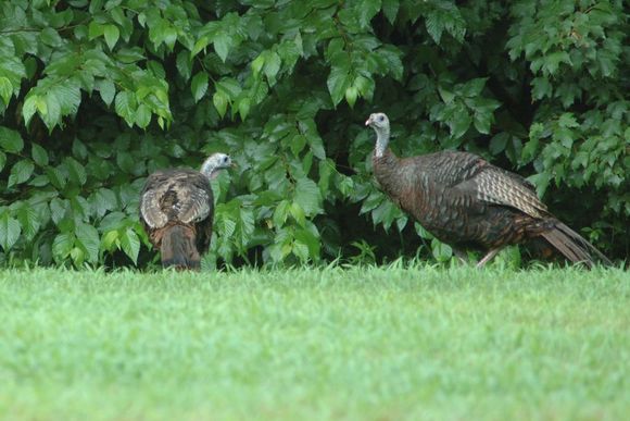 turkeys2008-07-21DSC_0252.JPG