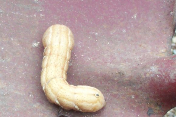 Yard 2008 foreign slug 003.jpg