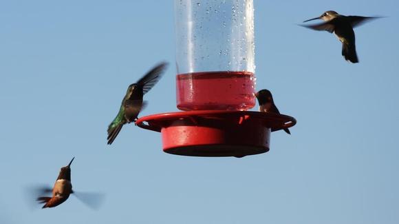 IMG_0024 081216 hummers.JPG
