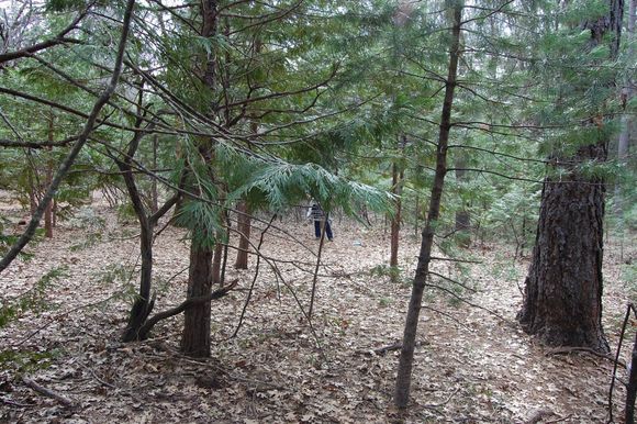 My second shot on #15.  Came up short of the fairway turn.