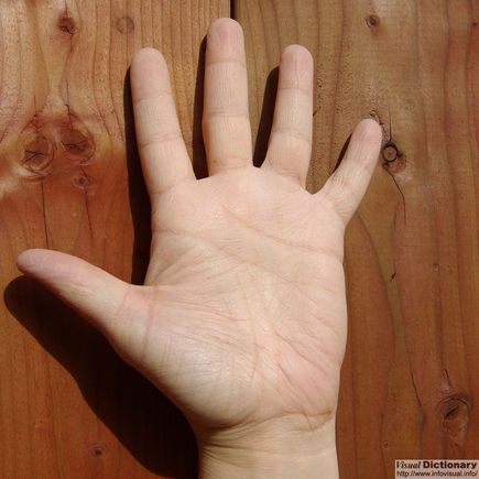 hand.jpg