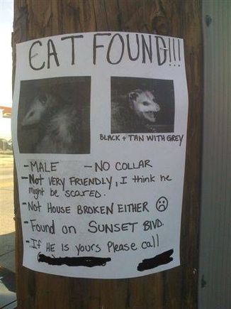 cat-possum-found.jpg