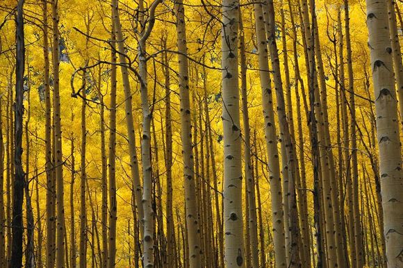 DSC_1148 080930 yellow aspens.jpg