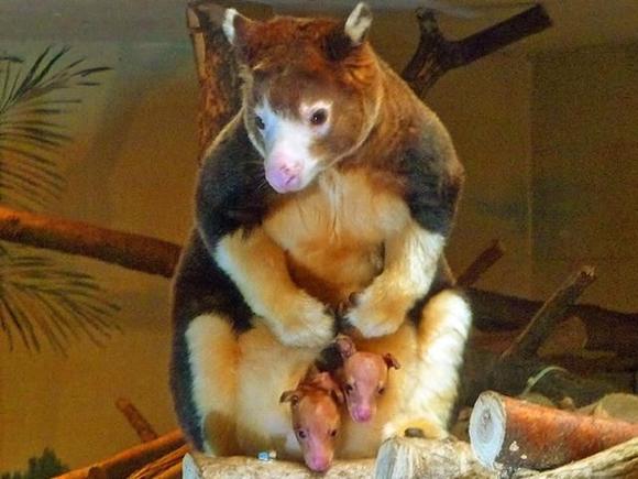 Tree Kangaroos