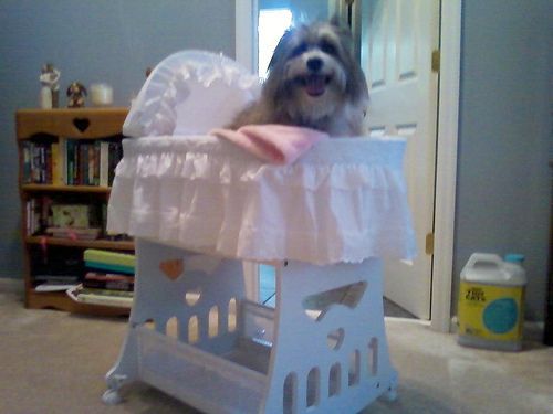 Hen in bassinet.JPG