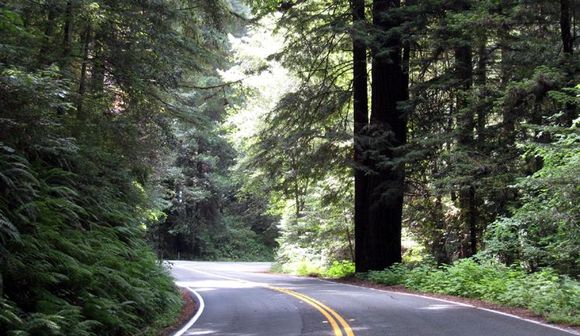 08 redwoods highway.jpg