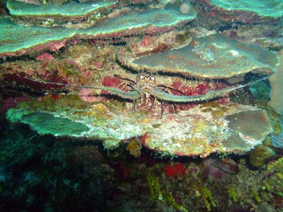 scuba-005.jpg