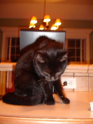 fuzzy5.jpg