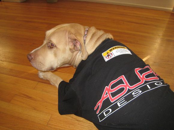 Shop Dog1