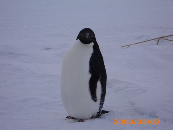an Adelie penguin up close