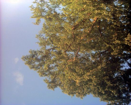 tree1.JPG