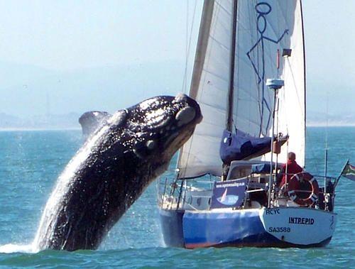 Whale meets sailboat1.jpg