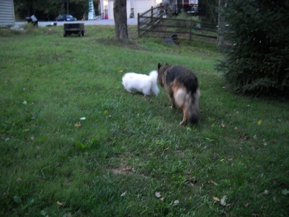 bear herding koko.jpg