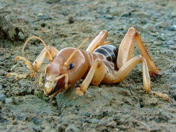 Stenopelmatus_fuscus_(Jerusalem_Cricket).jpg