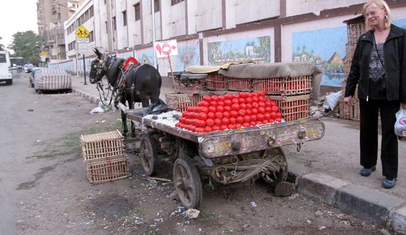 558 Tomatos.JPG