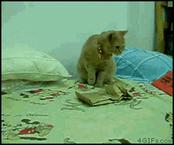 surprise Cat