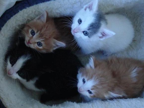kitten.JPG