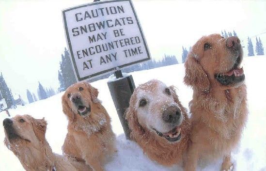 snowcats smaller.jpg