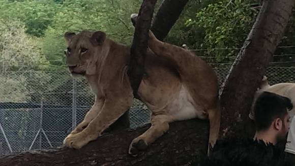 lion chilling