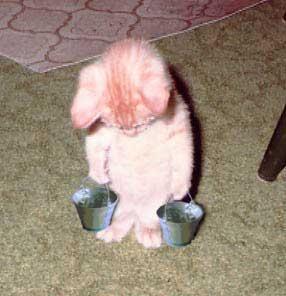 kitty working.jpg