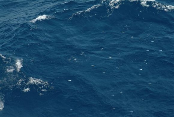 10-Flyingfish951.JPG