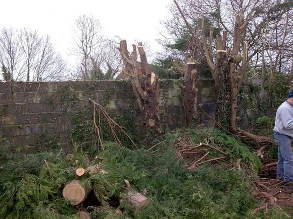Tree Cutting